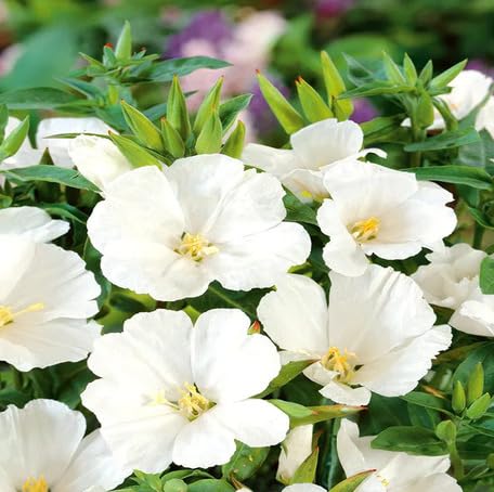 White Godetia Flower Seeds – Heirloom, Non-GMO, High Germination Organic Garden Seeds