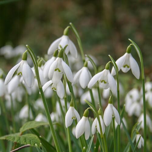 White Galanthus Flower Seeds Heirloom Non-GMO High Germination Organic Garden Seeds for Planting