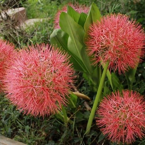 Red Echinops Flower Seeds for Planting – Heirloom, Non-GMO, High Germination Organic Garden Seeds