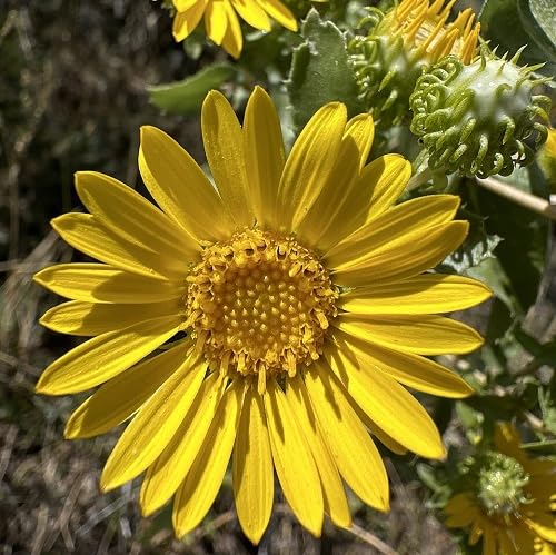 Yellow Grindelia Flower Seeds – Heirloom, Non-GMO, High Germination Seeds