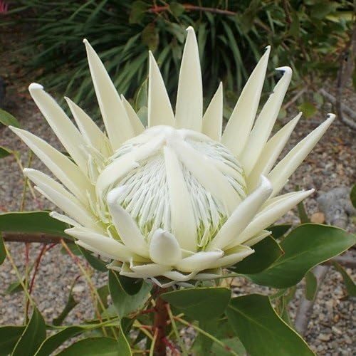 White Protea Flower Seeds for Planting – Heirloom, Non-GMO, High Germination