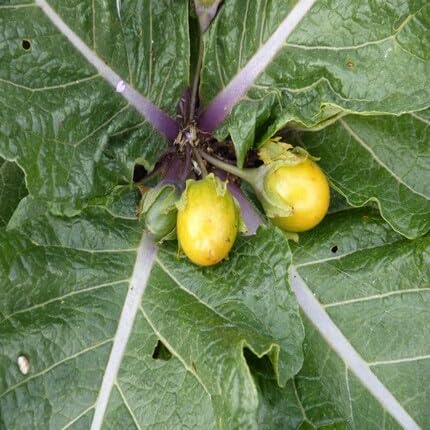 Yellow Mandrake Seeds – Heirloom, Non-GMO, High Germination Organic Garden Seeds
