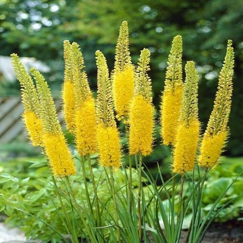 Eremurus Stenophyllus Yellow Flower Seeds – Heirloom Non-GMO High Germination Organic Seeds