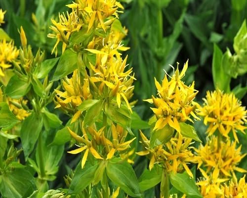 Yellow Gentiana Lutea Flower Seeds Heirloom Non-GMO High Germination Organic Garden Seeds for Planting