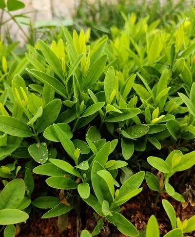 green anise flower seeds