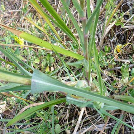 Green Salsify Seeds – Heirloom, Non-GMO, High Germination Organic Garden Seeds Planting