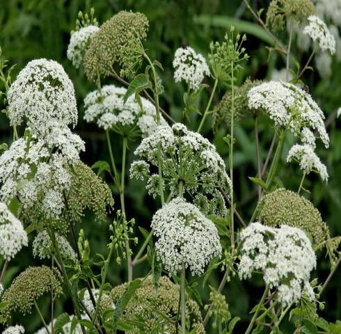 White Cicuta Maculata Flower Seeds – Heirloom, Non-GMO, High Germination Organic Garden Seeds for Planting