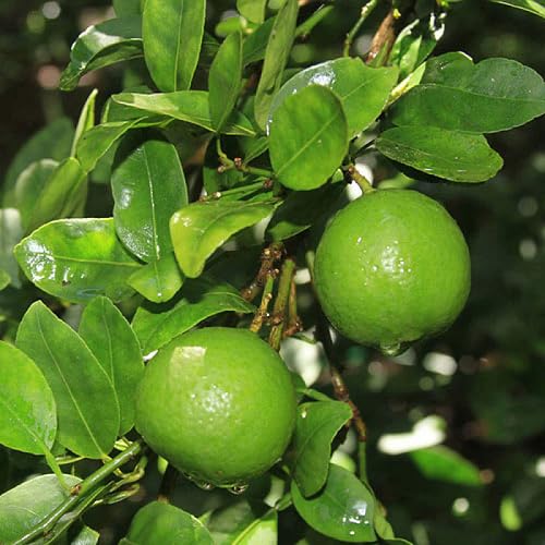 Eureka Lemon Tree Seeds – Heirloom, Non-GMO, High Germination Organic Garden Seeds