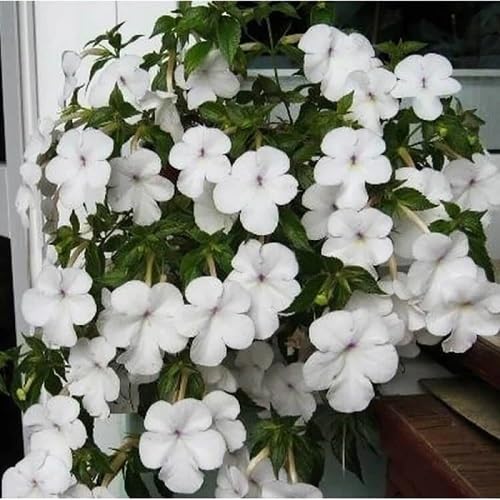 White Achimenes Flower Seeds Heirloom Non-GMO High Germination Organic Garden Seeds