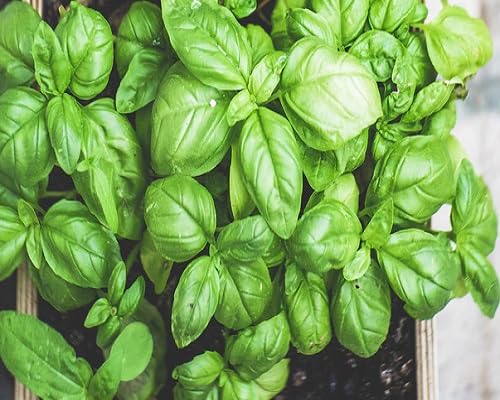 Basil Plant Seeds Organic Heirloom Non-GMO High Germination Organic Garden Seeds for Planting