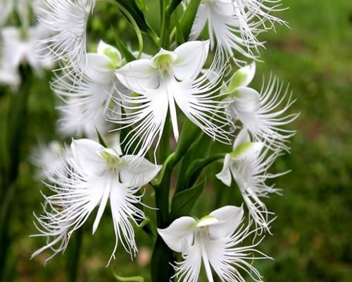 White Egret Flower Seeds Heirloom Non-GMO High Germination Organic Seeds