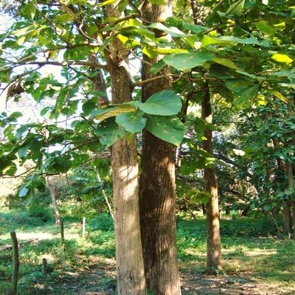 green teak flower seeds
