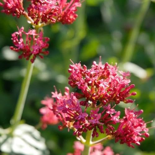 Red Valerian Flower Seeds for Planting – Heirloom, Non-GMO, High Germination