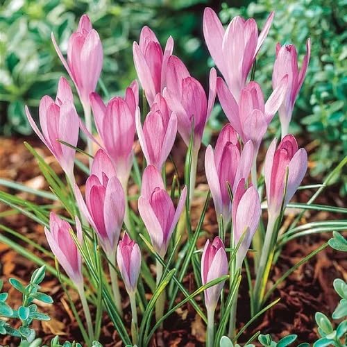 Pink Crocus Flower Seeds for Planting – Heirloom Non-GMO High Germination Organic Garden Seeds