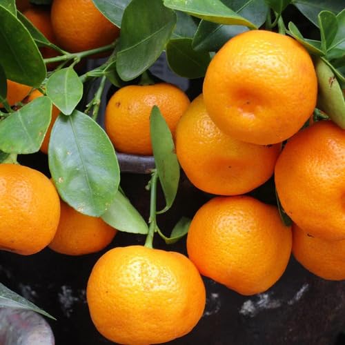 Orange Mandarin Seeds for Planting – Heirloom Non-GMO High Germination Organic Garden Seeds