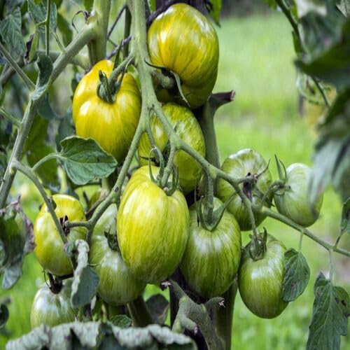 Grüne Tomatensamen – Alte Sorte, gentechnikfrei, keimstark, Bio-Gartensamen zum Anpflanzen