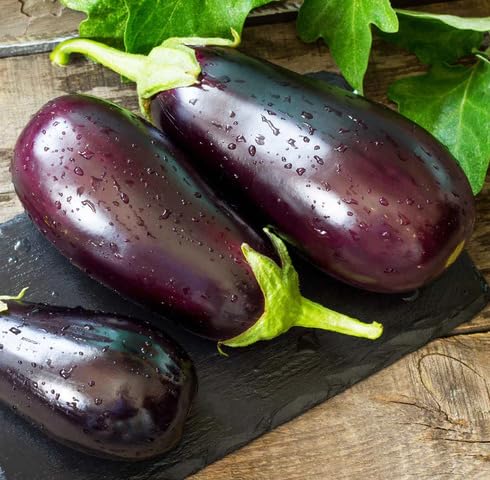 Purple Eggplant Seeds – Heirloom, Non-GMO, High Germination Organic Garden Seeds Planting