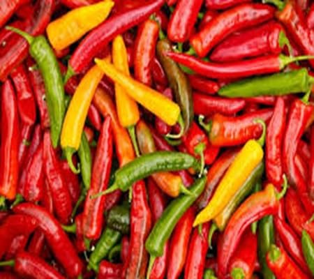 Chilisamen – Alte Sorte, gentechnikfrei, hohe Keimrate, Bio-Gartensaat zum Pflanzen
