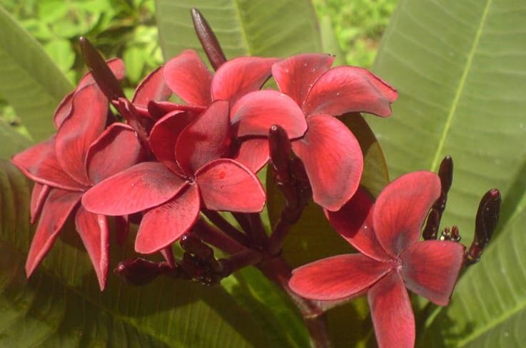 Plumeria Flower Seeds – Heirloom, Non-GMO, High Germination Organic Garden Seeds for Planting Seeds for Planting