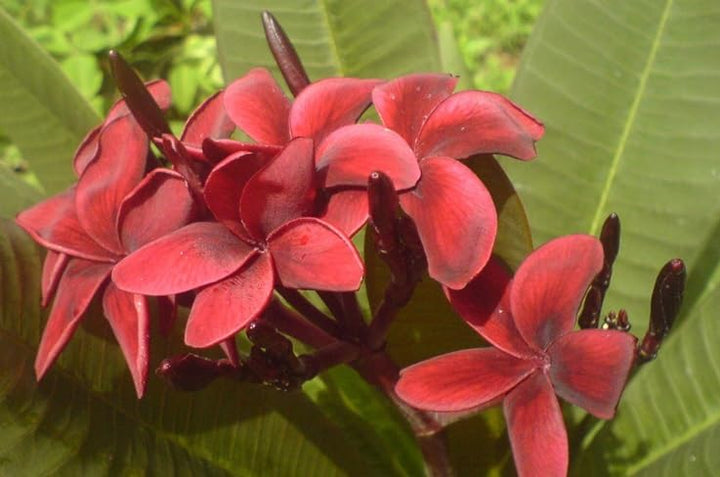 Plumeria Flower Seeds – Heirloom, Non-GMO, High Germination Organic Garden Seeds for Planting Seeds for Planting