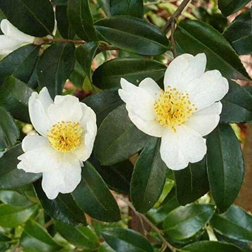 White Camellia Sinensis Flower Seeds – Heirloom, Non-GMO, High Germination Organic Garden Seeds for Planting