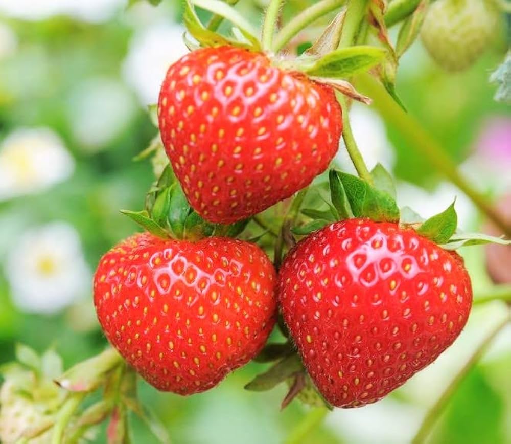 toscana strawberry flower seeds
