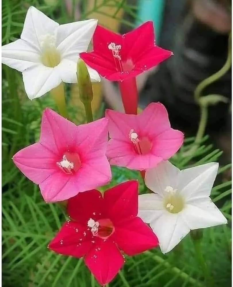 cypress vine flower seeds