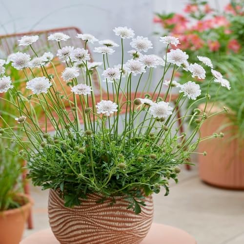 White Scabiosa Flower Seeds – Heirloom Non-GMO Organic Garden Seeds