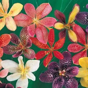 candy lily flower seeds