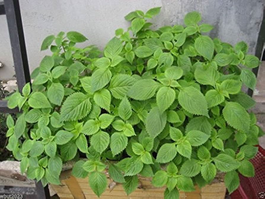 Green Lemon herb seeds