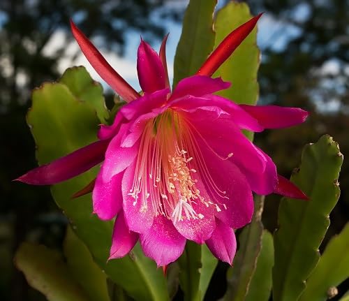 Pink Epiphyllum Flower Seeds Heirloom Non-GMO High Germination Organic Garden Seeds for Planting