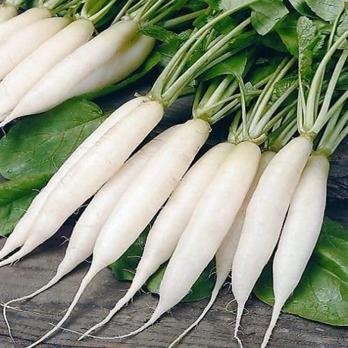 White Radish Seeds – Heirloom, Non-GMO, High Germination Organic Garden Seeds Planting