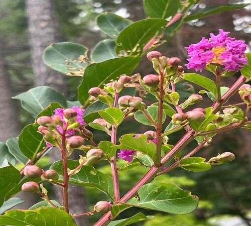 Purple Lagerstroemia Flower Seeds Heirloom Non-GMO High Germination Organic Garden Seeds for Planting
