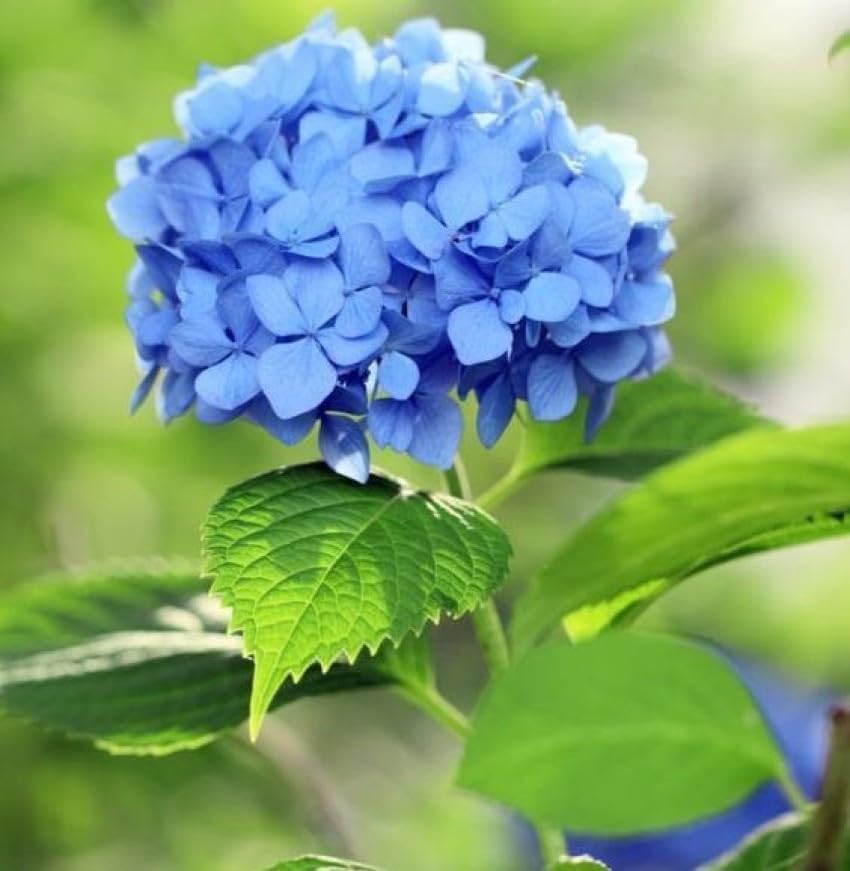 blue hydrangea flower seeds