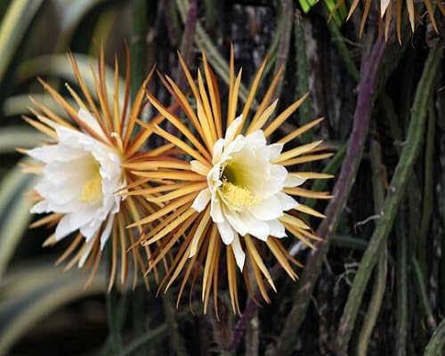 White Selenicereus Flower Seeds for Planting – Heirloom, Non-GMO, High Germination Organic Garden Seeds