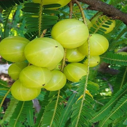 Green Gooseberry Seeds – Heirloom, Non-GMO, High Germination Organic Garden Seeds