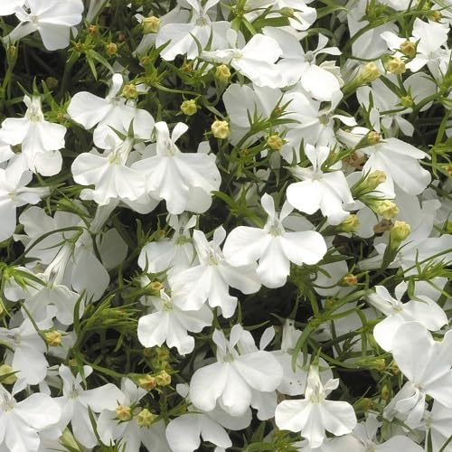 White Lobelia Flower Seeds Heirloom Non-GMO High Germination Organic Garden Seeds for Planting