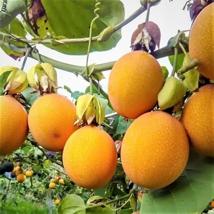 Yellow Passion Seeds Heirloom Non-GMO High Germination Organic Garden Seeds for Planting