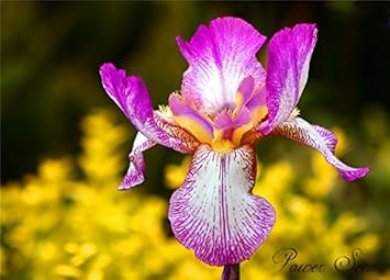 lavendertectorumflowerheirloomnongmo flower seeds