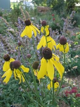 Yellow Ratibida Flower Seeds – Heirloom Non-GMO High Germination Organic Garden Seeds