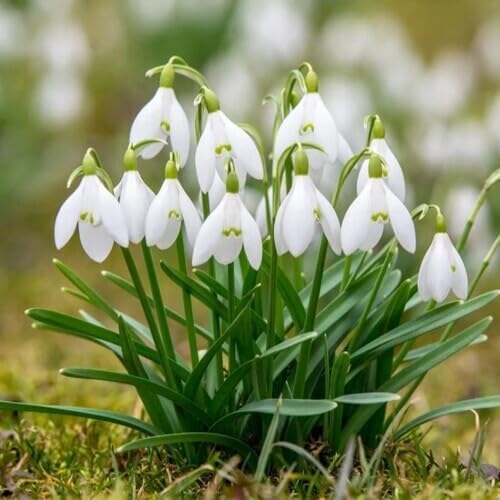 White Galanthus Flower Seeds Heirloom Non-GMO High Germination Organic Garden Seeds for Planting