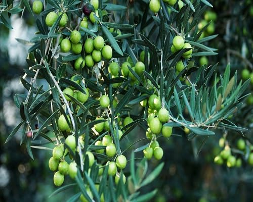 Pear Seeds Green – Heirloom, Non-GMO, High Germination Organic Garden Seeds
