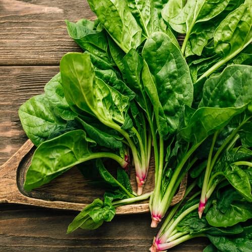 Green Spinach Seeds – Heirloom, Non-GMO, High Germination Organic Garden Seeds Planting