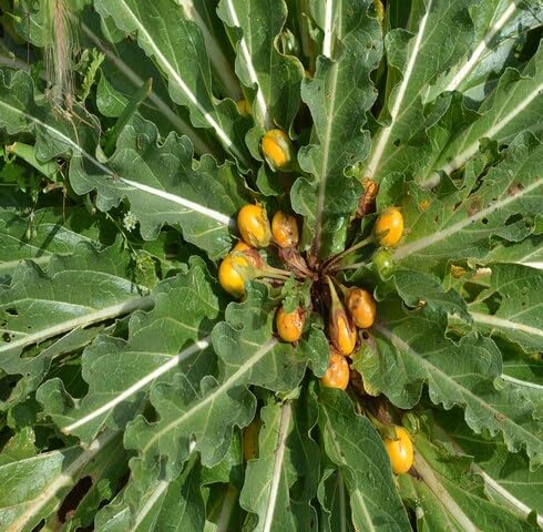 Yellow Mandrake Seeds – Heirloom, Non-GMO, High Germination Organic Garden Seeds