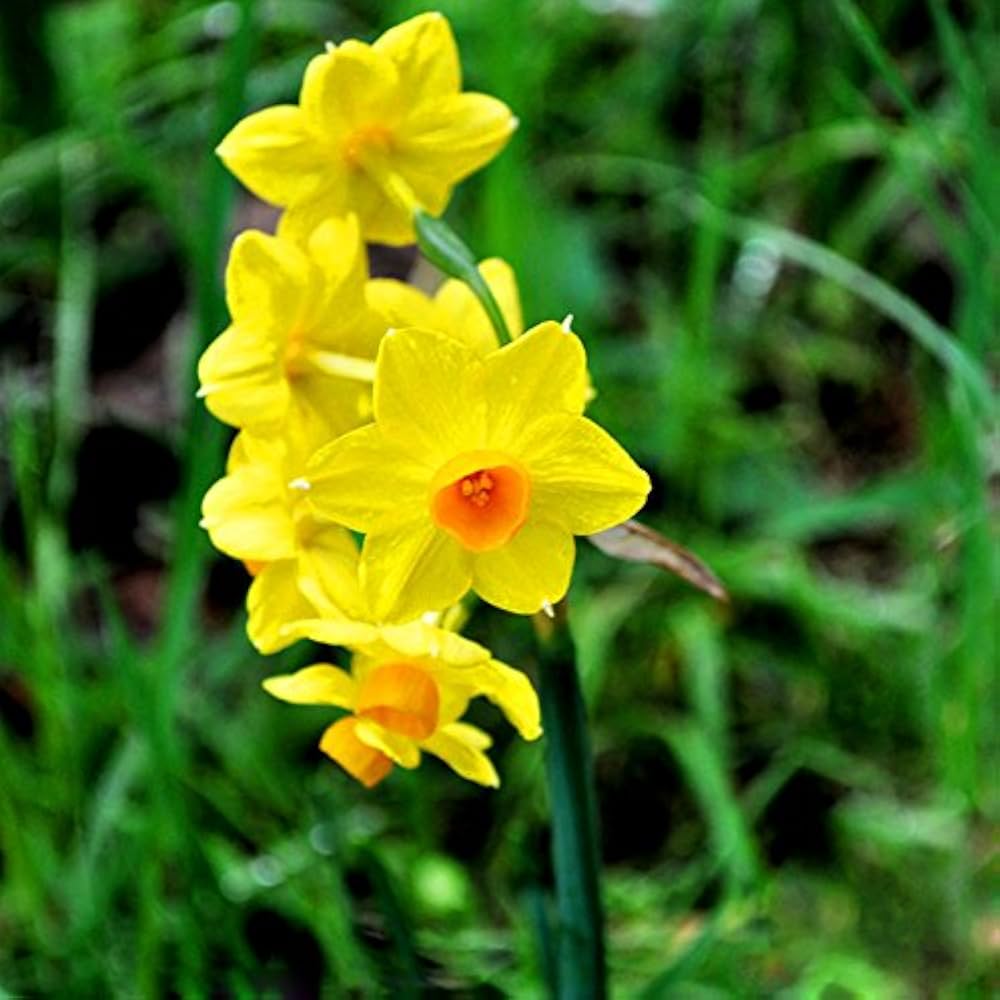 daffodil for flower seeds