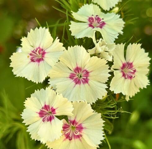 Yellow Dianthus Barbatus Flower Seeds for Planting – Heirloom, Non-GMO, High Germination