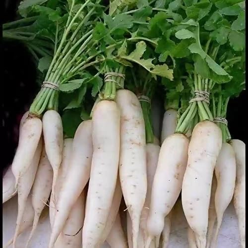 White Radish Seeds – Heirloom, Non-GMO, High Germination Organic Garden Seeds Planting