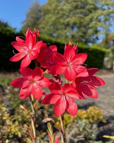 Red Hesperantha Flower Seeds – Heirloom Non-GMO High Germination Organic Garden Seeds for Planting