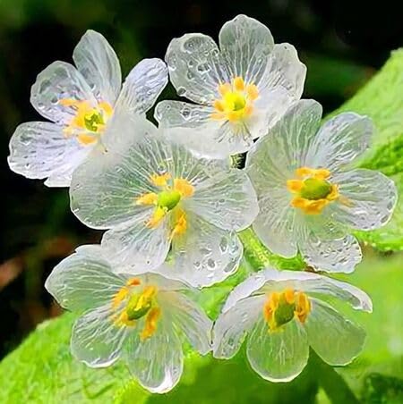 skeleton flowers heirloom non-gmo seeds
