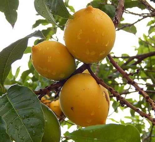 Yellow Lucuma Seeds – Heirloom, Non-GMO, High Germination Organic Garden Seeds